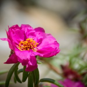 DSC_0312.jpg