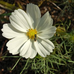 Flower-3.jpg