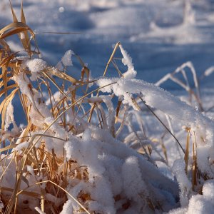 wintergrass2.jpg