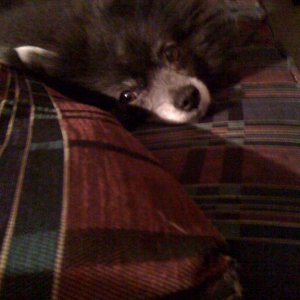 roscoejpg.jpg