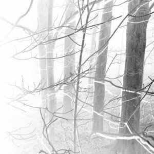 Woods 1-NEGATIVE.jpg