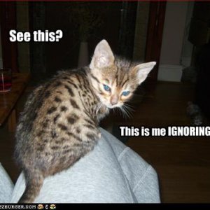 cat.jpg