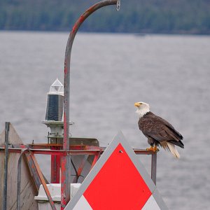 20100124-Bald Eagle-003.jpg