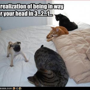 funny-pictures-cats-are-on-bed-with-dog.jpg