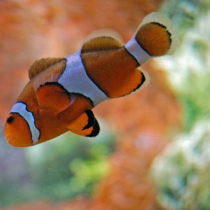 Clown Fish-1 5x7.JPG