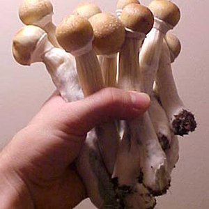 001mushroom.jpg