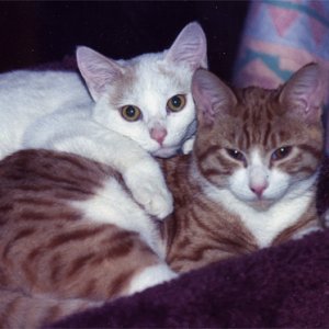 Bugs_Morie finished.jpg