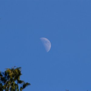 2010-02-21 Daylight moon - DSC_5594.jpg