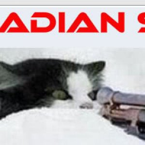 sentinelcat-2.jpg
