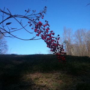 IMG_0662.JPG