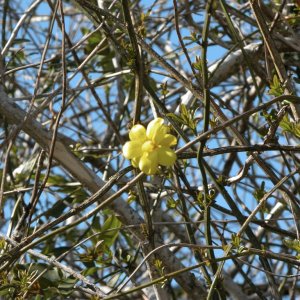 Spring is almost here.jpg