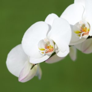 orchid  038 (1 of 1).jpg