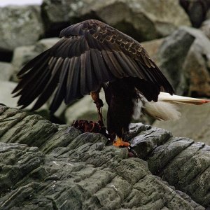 2010-02-06- eagel DSC_5266 .jpg