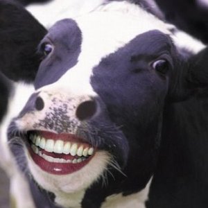 SmilingCow.jpg.jpeg