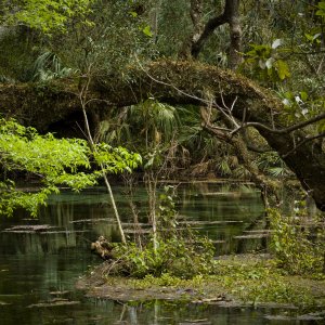 rainbow springs sp.jpg