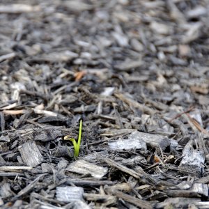 new grass-1-resized.jpg