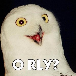 orly_owl.jpg