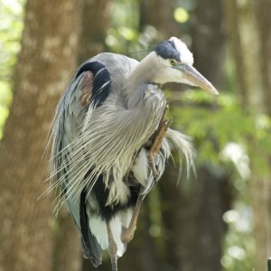 IMG_6937 blue-grey bird.jpg