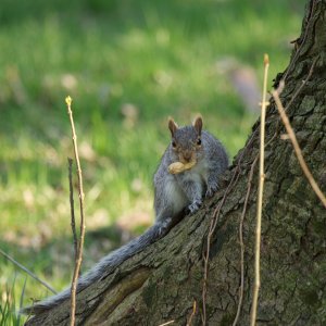 Squirrel (2).jpg