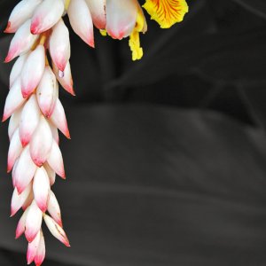 Flower - edge - BW submit.jpg