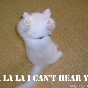 la-la-la-cat.jpg