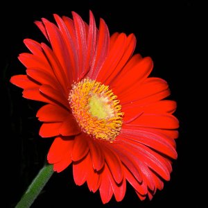 redblack029 - Version 2.jpg