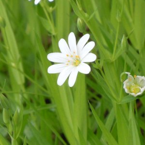 Spring in Slovenia.jpg