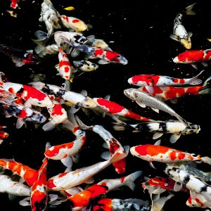 koi4a1024.jpg
