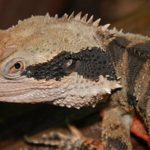 Wildlife - Australian water dragon.jpg
