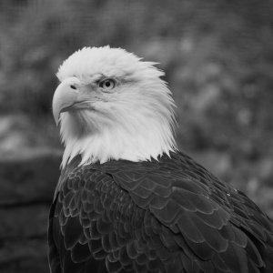 Bald Eagle.jpg
