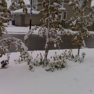 snow tulips 2.jpg