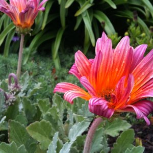 IMG_1035.jpg