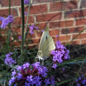 Butterfly.jpg