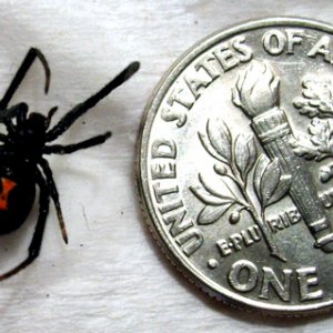 blackwidowdime.jpg