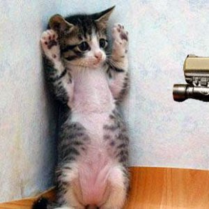 scared-kittencopy.jpg