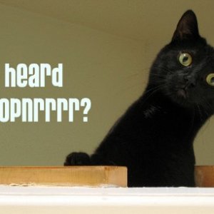 canopnrrr.jpg