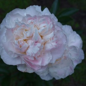 Peony Original.jpg