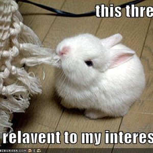 funny-pictures-rabbit-eats-thread.jpg