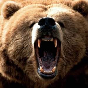 species-spotlight-grizzly-bear-brown-mouth-open-black-nose-attacking-growling-biting-photo.jpg
