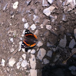 butterfly_iphone_4.JPG