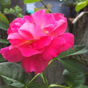 IMG_0164.jpg