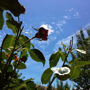 IMG_1002.JPG
