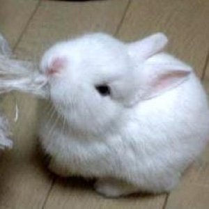 so_cute_rabbit-1.jpg