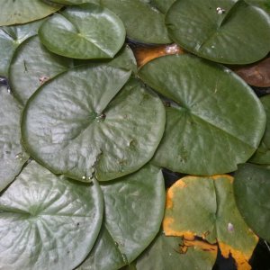 Lilly Pads.jpg