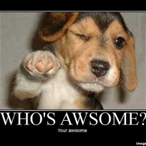 whos_awsome.preview.jpg