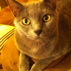 Gracie2.JPG