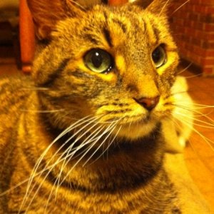 Ollie2.JPG