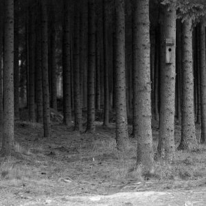 ghost forest (1).jpg