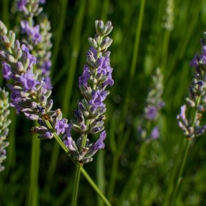 DSC_0018 - Version 2 - 2010-06-25 at 18-58-19.jpg