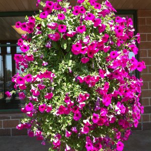 flowers.jpg